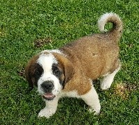 CHIOT